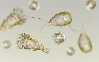 德州這8個地方水源見食腦變形蟲入侵,州長發布災難聲明、當局籲勿喝!