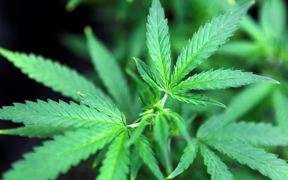 財政困難,德州民主黨人推動大麻合法化,共和黨抨擊