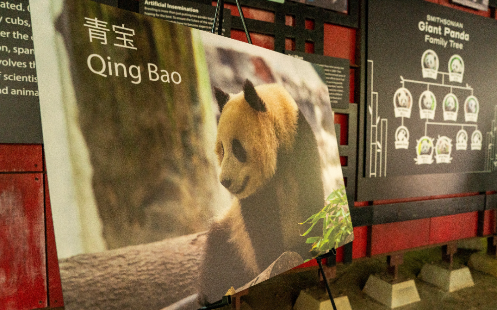 猫熊外交新时代 大猫熊将重返美动物园