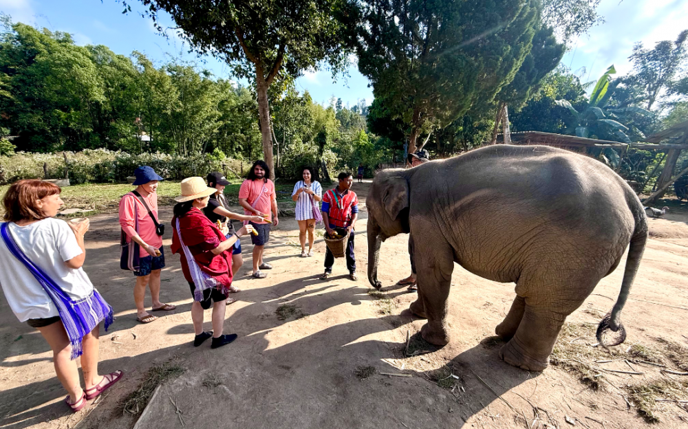 泰國清邁秘境:探訪山林深處Karen Native Elephants,邂逅人與自然的生命紐帶