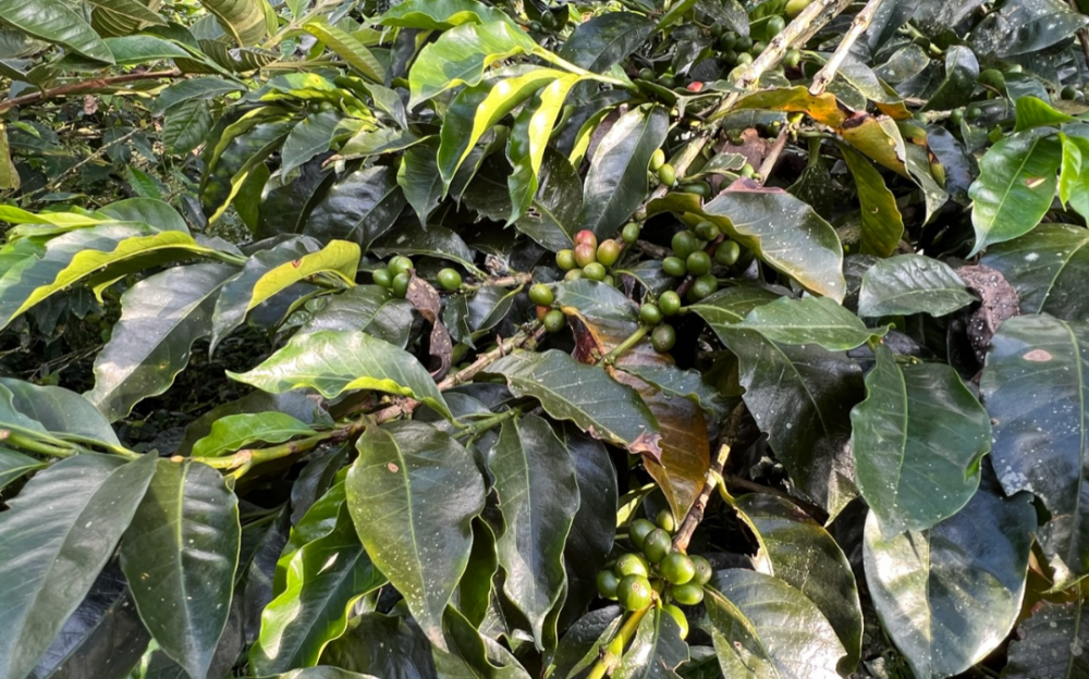 游览El Ocaso咖啡农场 品尝闻名世界的哥伦比亚优质咖啡