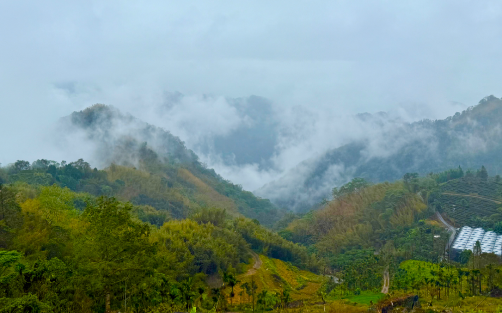 云雾中的阿里山:阴雨邂逅秘境山水,云间品味茶香传奇