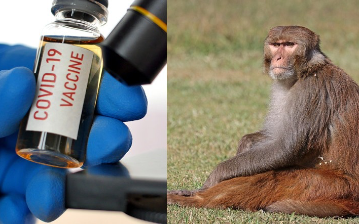【噩耗】牛津大學接種冠狀病毒疫苗的猴子全部感染冠狀病毒 疫苗無效