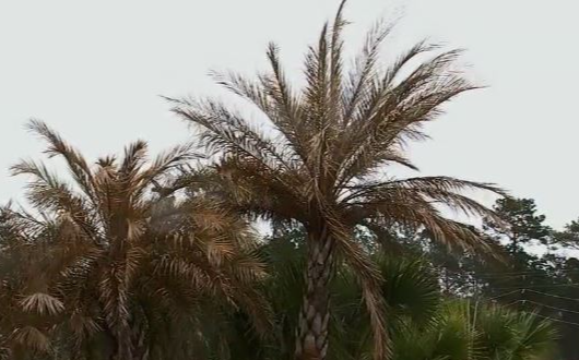 棕櫚樹、植物遭凍壞,德州人該怎麼辦?